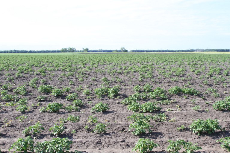 Poor emergence of seed potatoes with glyphosate residues in the seed from the previous year.