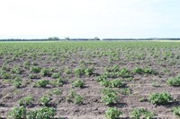 Poor emergence of seed potatoes with glyphosate residues in the seed from the previous year.