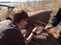 Addison Etter of Washburn checks his shots at the 4-H Spring Shooting Sports State Match held near Washburn.