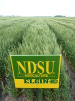 Elgin-ND research plot