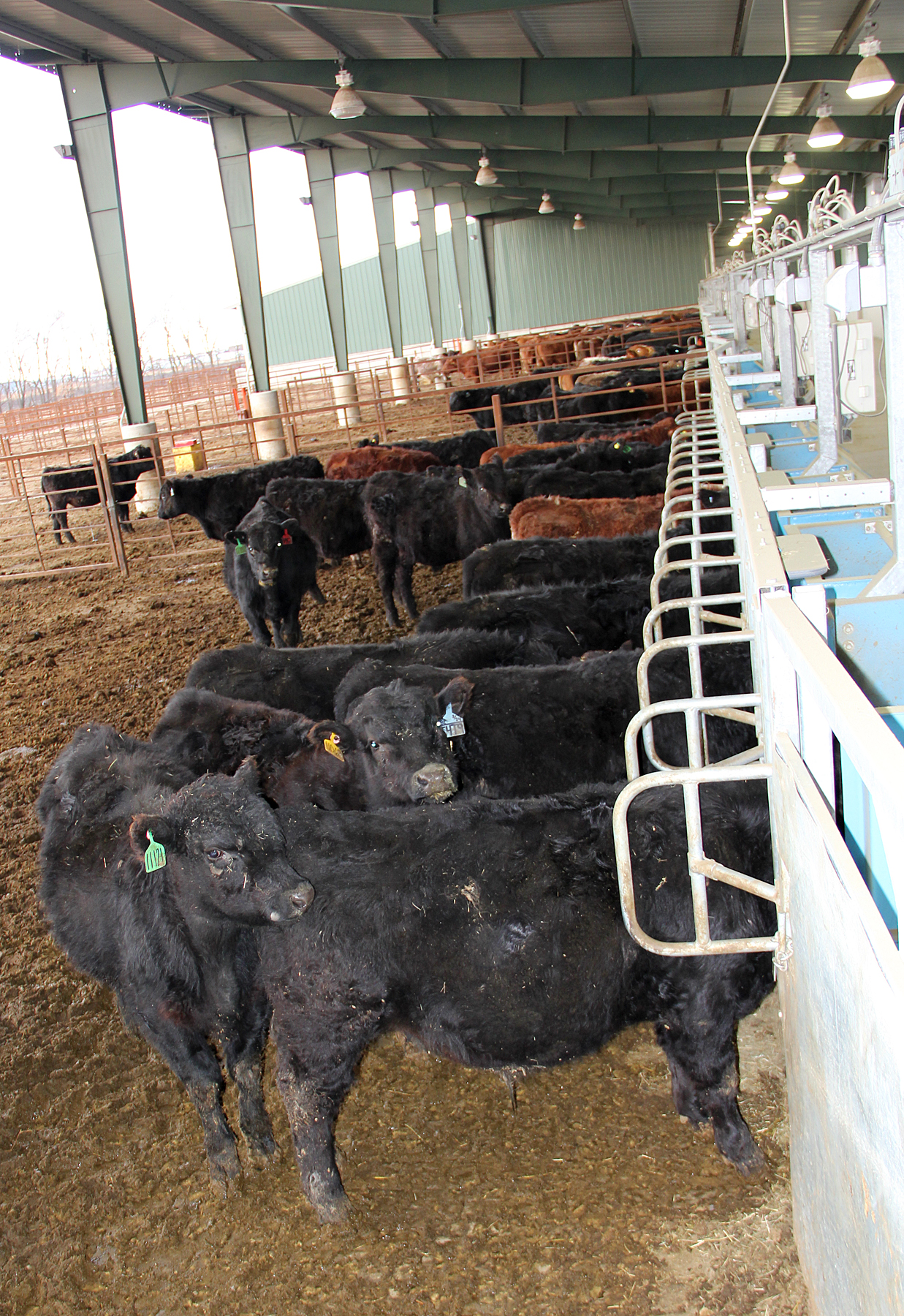 The state-of-the-art feeding system at NDSU's Beef Cattle Research Complex allows researchers to feed different diets to cattle in the same pen at different times of the day and monitor each animal's intake. (NDSU photo)