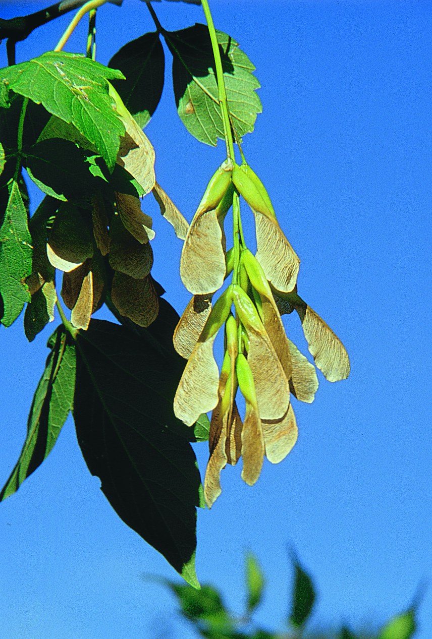 Boxelder Seeds Toxic to Horses — Extension and Ag Research News