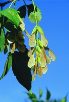 Eating the seeds from the boxelder tree can be fatal to horses. (NDSU photo)