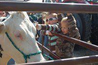 Kids get acquainted with a cow at the NDSU Animal Sciences Department's 2013 Moos, Ewes and More event.