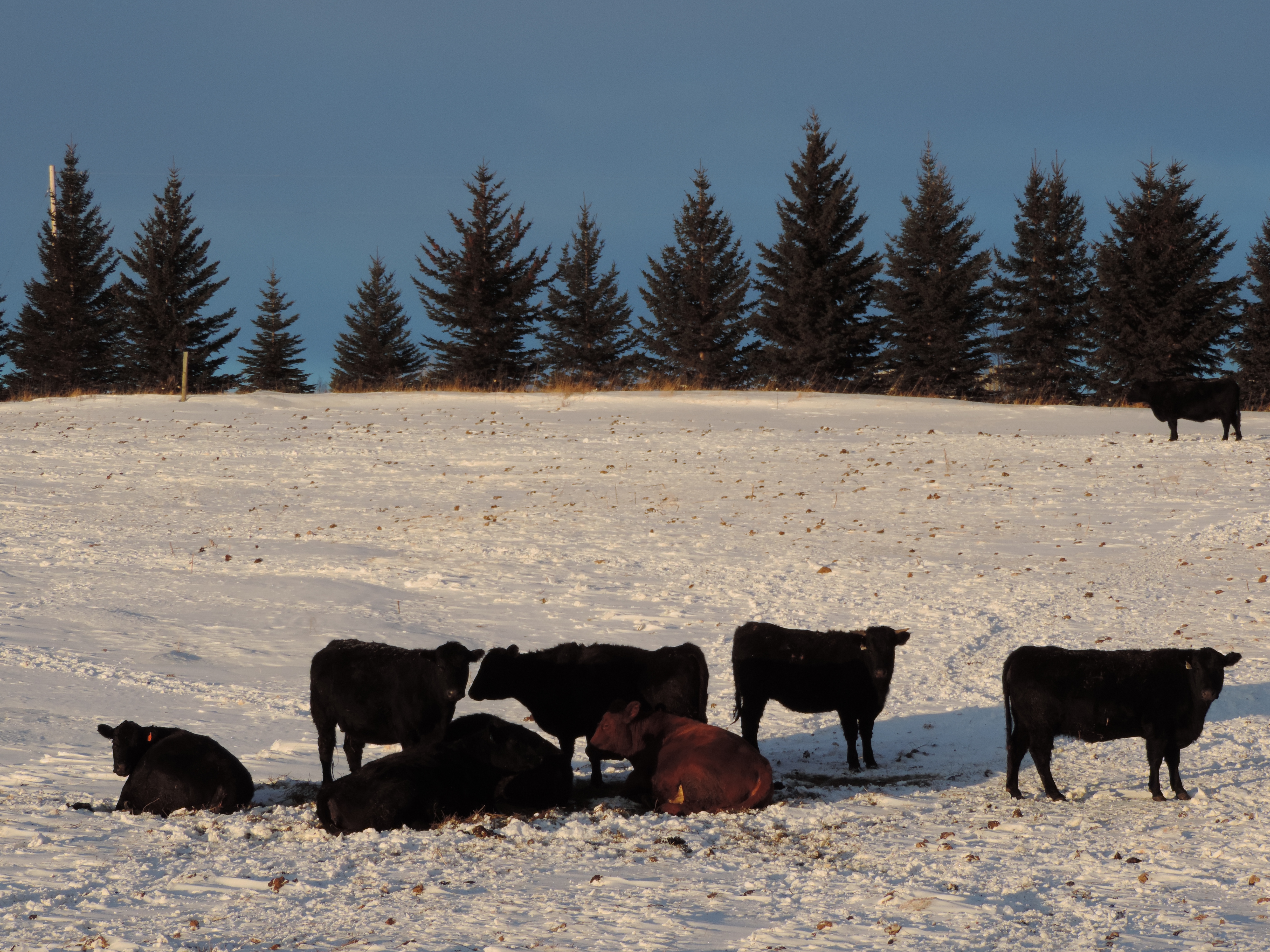 These cattle are winter grazing in northern North Dakota. (John Dhuyvetter, NDSU)