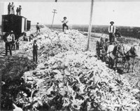 Buffalo bones being loaded into railroad cars in the 1880s near Krem, N.D. Photo from NDSU Germans from Russia Heritage Collection.