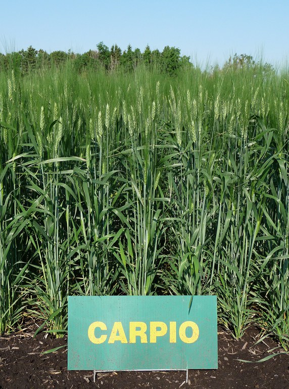 Carpio has very good protein content and test weight.