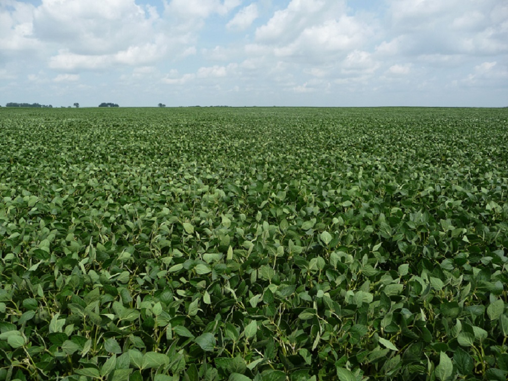 ND1406HP is a conventional soybean released by the North Dakota Agricultural Experiment Station.