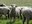 Columbia sheep (ewes in foreground) are a dual-purpose breed (wool and growth). Hampshires (ewes in background) are known for carcass merit and fast growth rate. (NDSU photo)