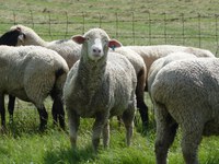 Columbia sheep (ewes in foreground) are a dual-purpose breed (wool and growth). Hampshires (ewes in background) are known for carcass merit and fast growth rate. (NDSU photo)