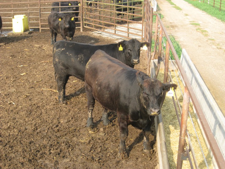 These steers were consigned to the North Dakota Angus University feed-out program at the NDSU Carrington Research Extension Center. (NDSU photo)