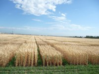 Winter wheat is a good option when considering what to plant. (NDSU photo)