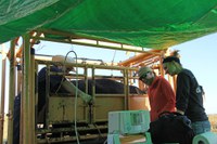 Checking cows for pregnancy can save producers money and give them management options. (NDSU photo)