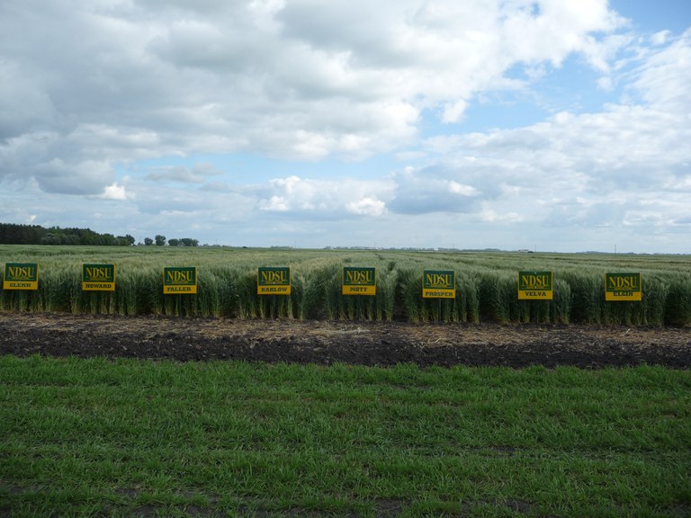 NDSU spring wheat varieties are popular with growers. (NDSU photo)