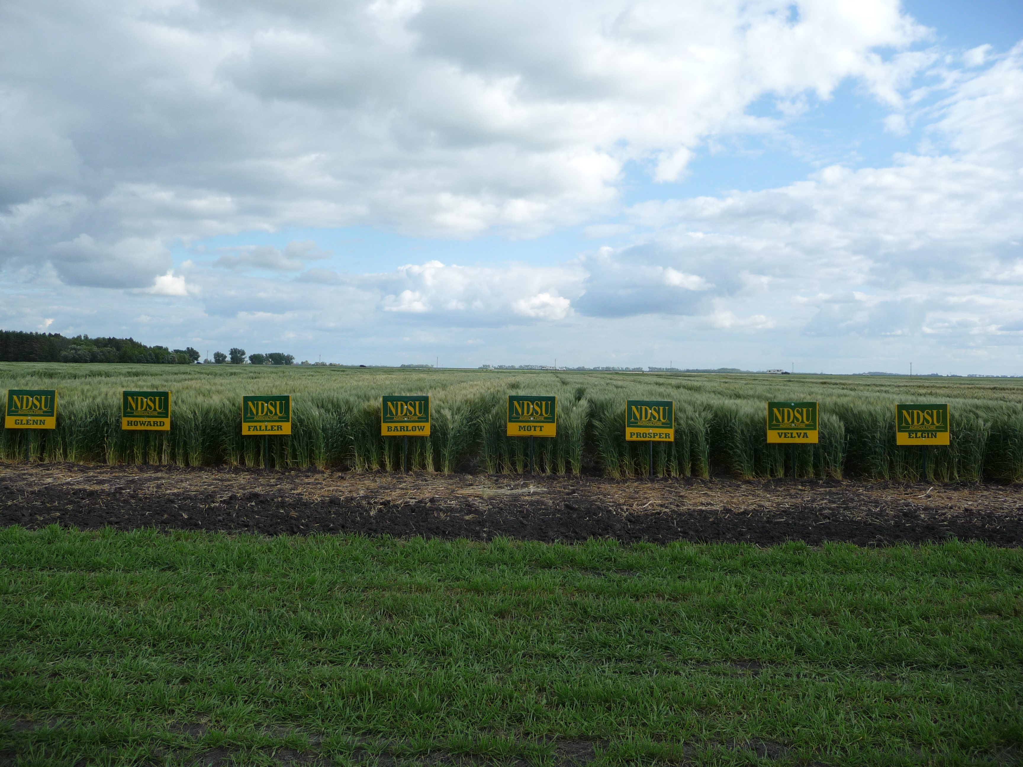 NDSU spring wheat varieties are popular with growers. (NDSU photo)
