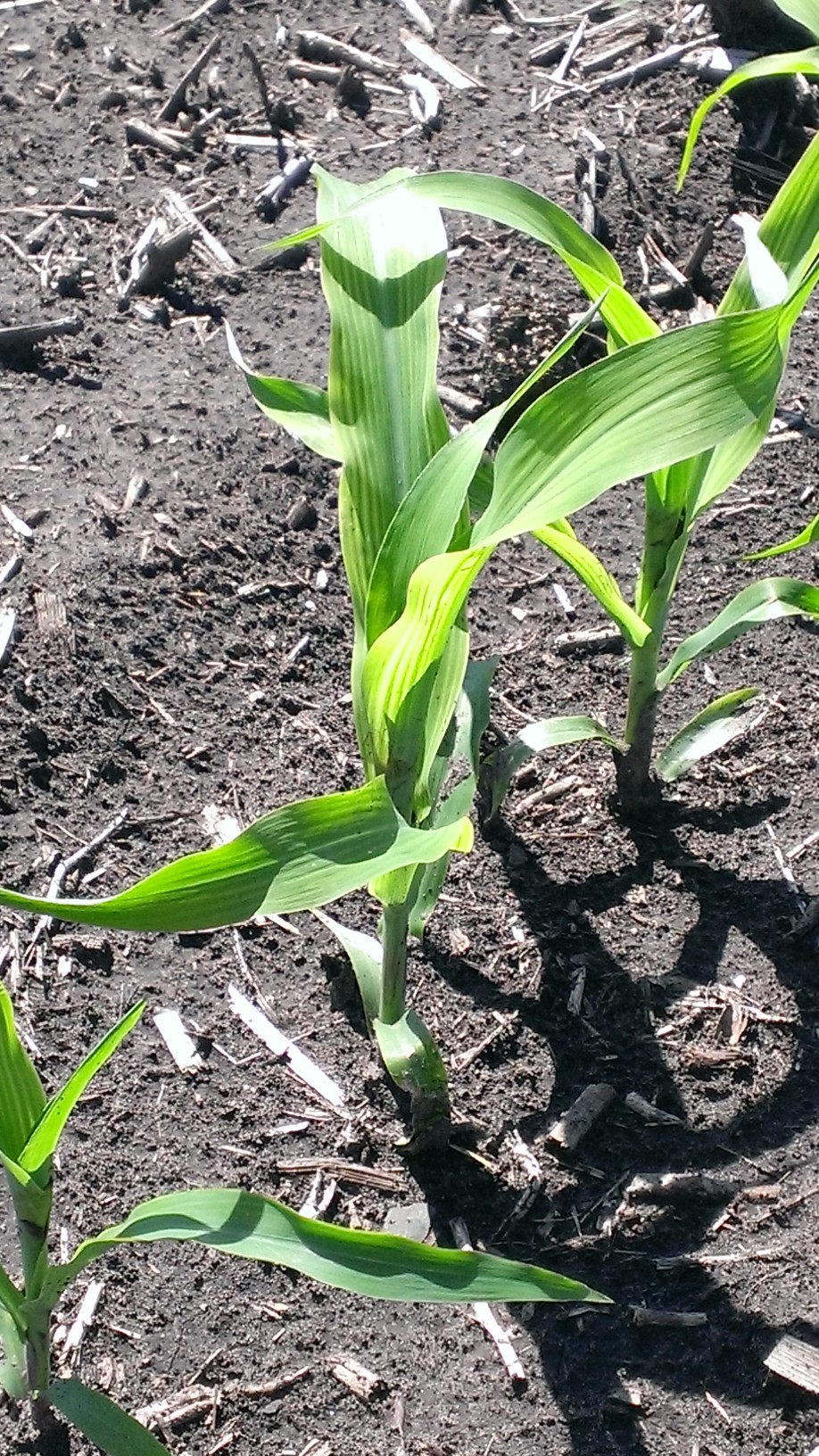 Corn in the Valley City area shows symptoms of sulfur deficiency. (NDSU photo)