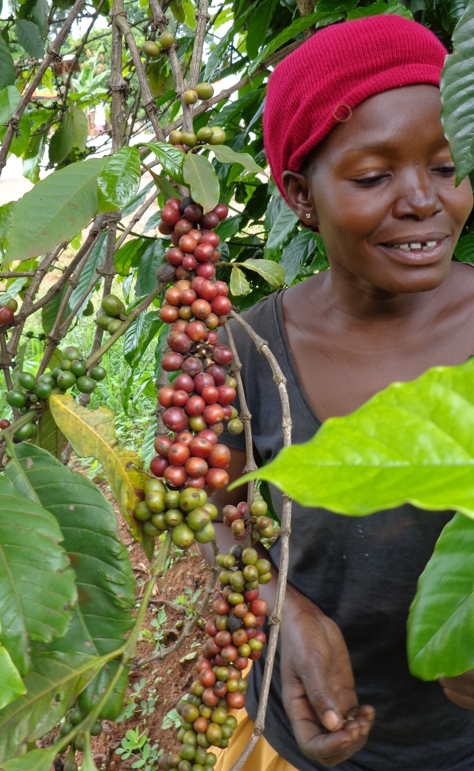 A Uganda coffee grower inspects beans that are about ready to harvest. (NDSU photo)