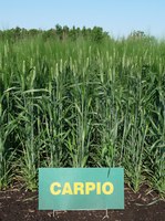 Carpio test plot. NDSU photo.