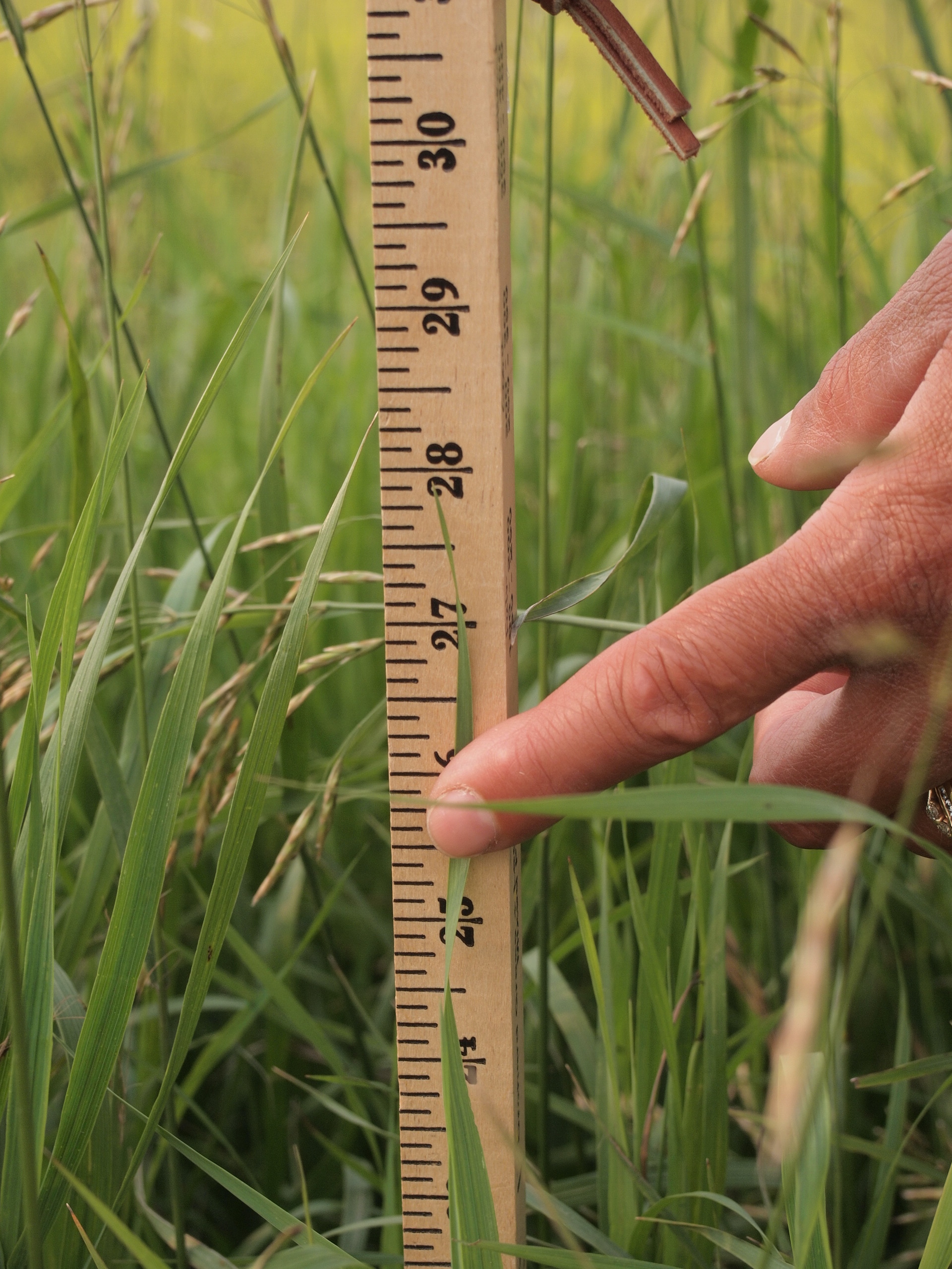This grazing monitoring stick, developed by the NDSU Extension Service, can help producers monitor their pastures and rangelands. (NDSU photo)