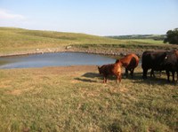 Stock dams and dugouts commonly are used to supply water to grazing livestock. (NDSU photo)