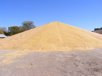 Rain can pose significant problems for uncovered grain piles. (NDSU photo)