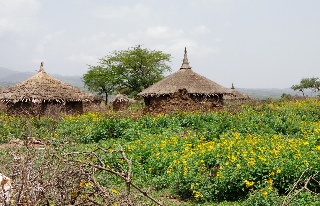 Manure, an underutilized nutrient source, is heaped in front of a Hayu village home. (NDSU Photo)