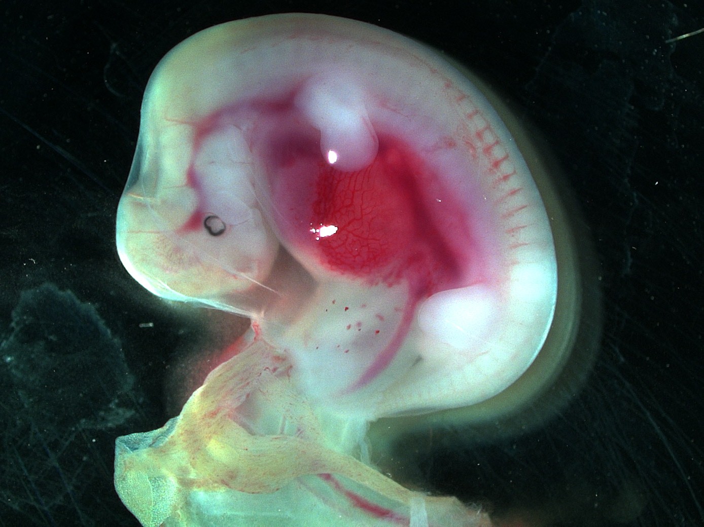 This is what a viable embryo looks like 34 days into the cow's pregnancy. (NDSU photo)