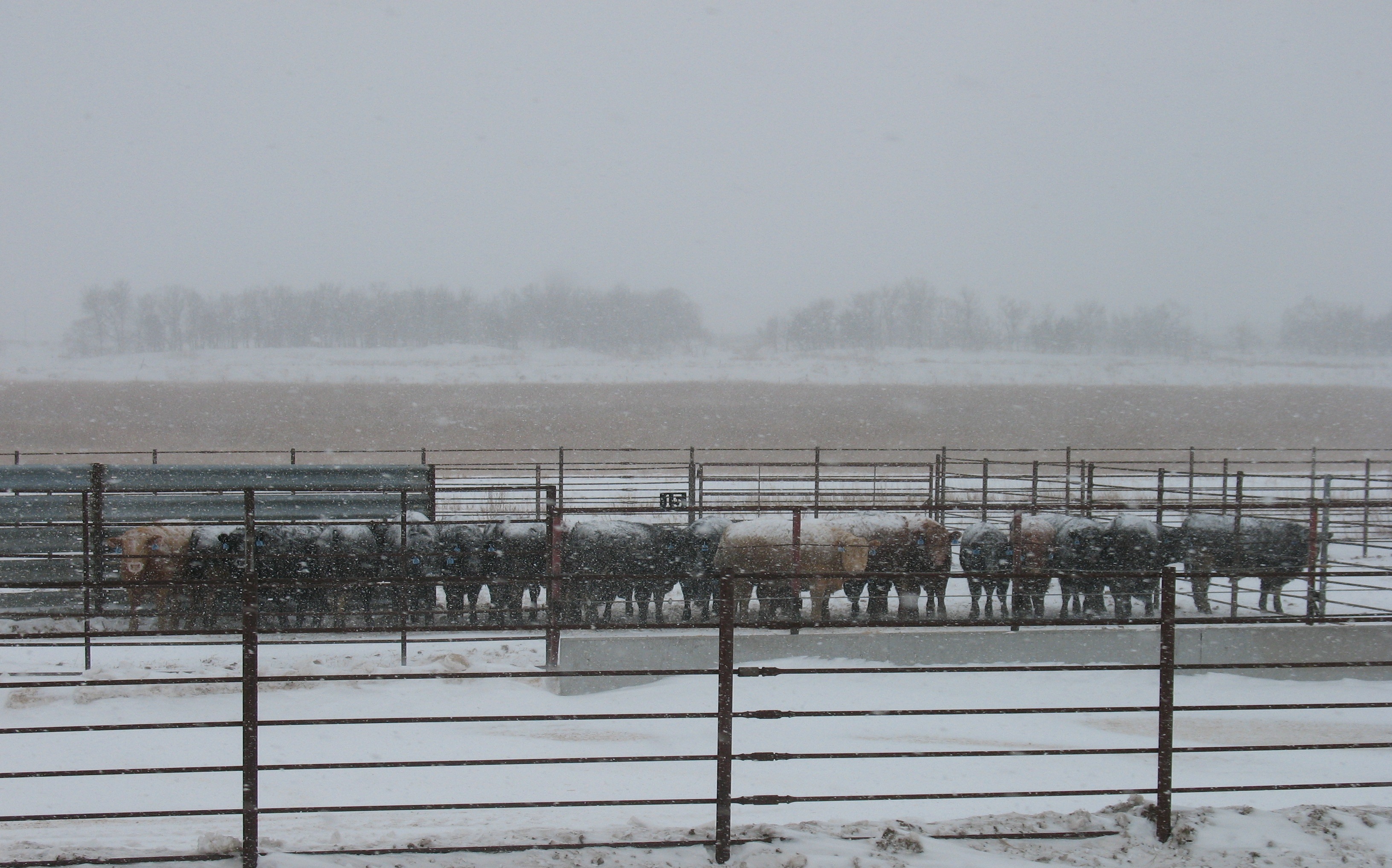 Cattle use a guardrail windbreak during a North Dakota blizzard. (NDSU photo)