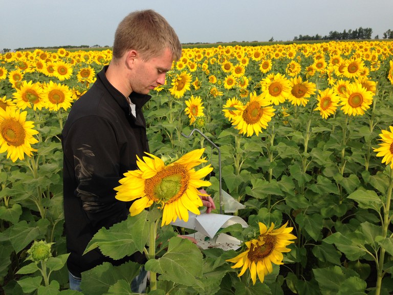 Kyle Aasand traps banded sunflower moths as a field scout for the NDSU Extension Service's Integrated Pest Management program. (NDSU photo)