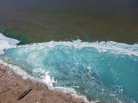 An algae bloom in Walsh County has tested positive for toxic cyanobacteria production. (Photo courtesy of the Walsh County Soil Conservation District)
