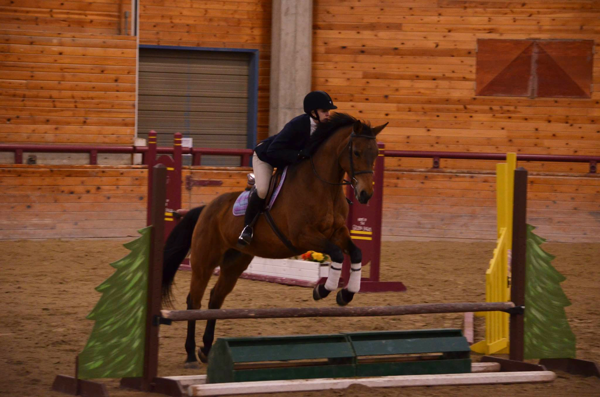 NDSU hunt seat rider Kayla Young competes in the open over fences class. (NDSU photo)