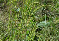 Palmer amaranth can produce up to 1 million seeds per plant. (Photo by University of Minnesota)