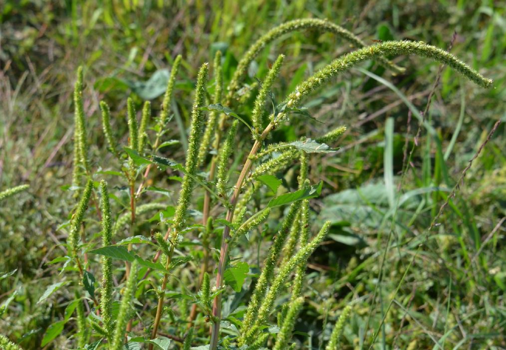 Palmer amaranth can produce up to 1 million seeds per plant. (Photo by University of Minnesota)