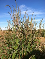 Palmer amaranth can reach heights of 6 to 8 feet tall. (Photo by University of Wisconsin-Madison)