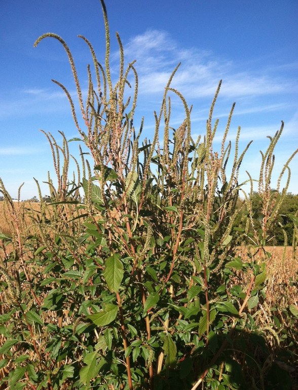 Palmer amaranth can reach heights of 6 to 8 feet tall. (Photo by University of Wisconsin-Madison)