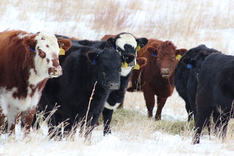 NDSU scientists study the effects of cold weather on beef cows' feed intake. (NDSU photo)