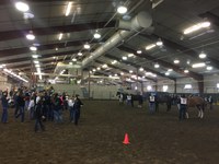 North Dakota 4-H'ers compete in the state horse judging contest at NDSU. (NDSU photo)