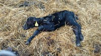 Scours can affect calves at any age, but those 3 to 21 days old are especially susceptible. (NDSU photo)
