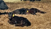 Providing cows with good nutrition can lead to strong, healthy calves such as these and reduce the risk of weak calf syndrome. (NDSU photo)