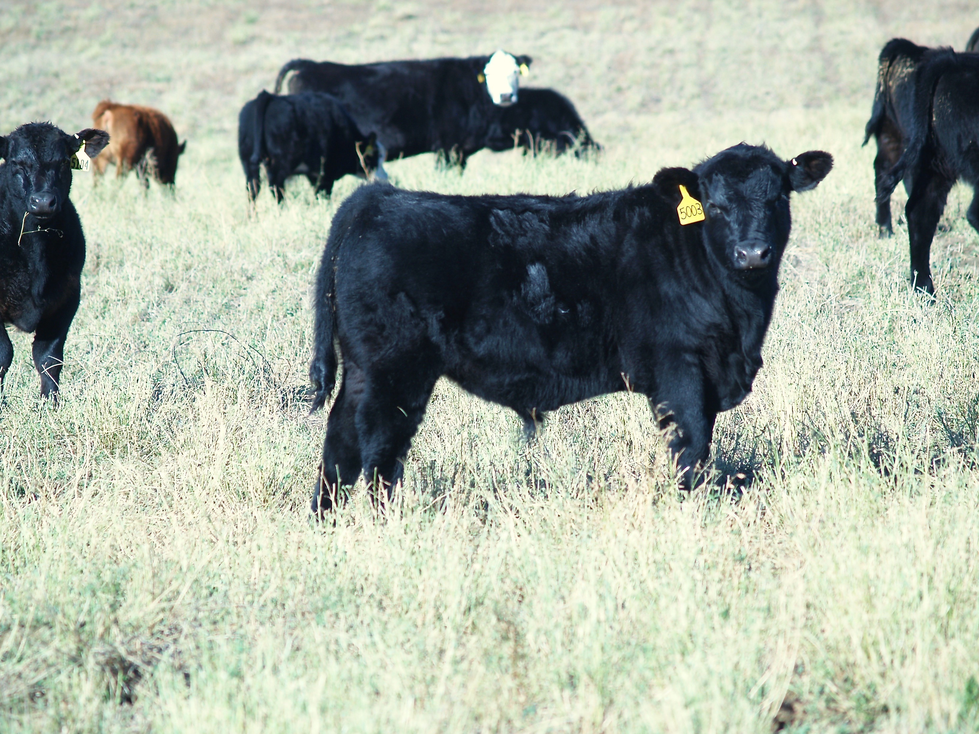 Making beef production profitable will be the focus of the first World Cattlemen's Cow Efficiency Congress, which NDSU's Dickinson Research Extension Center is hosting Sept. 1-3. (Photo courtesy of James Odermann, Belfield, N.D.)