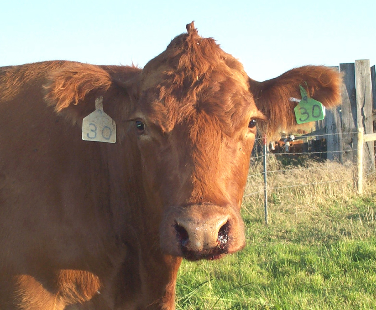 This cow was infected with anthrax. (Photo courtesy of the North Dakota Department of Agriculture)