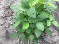 Soybean plant with an IDC rating of 1. (NDSU Photo)