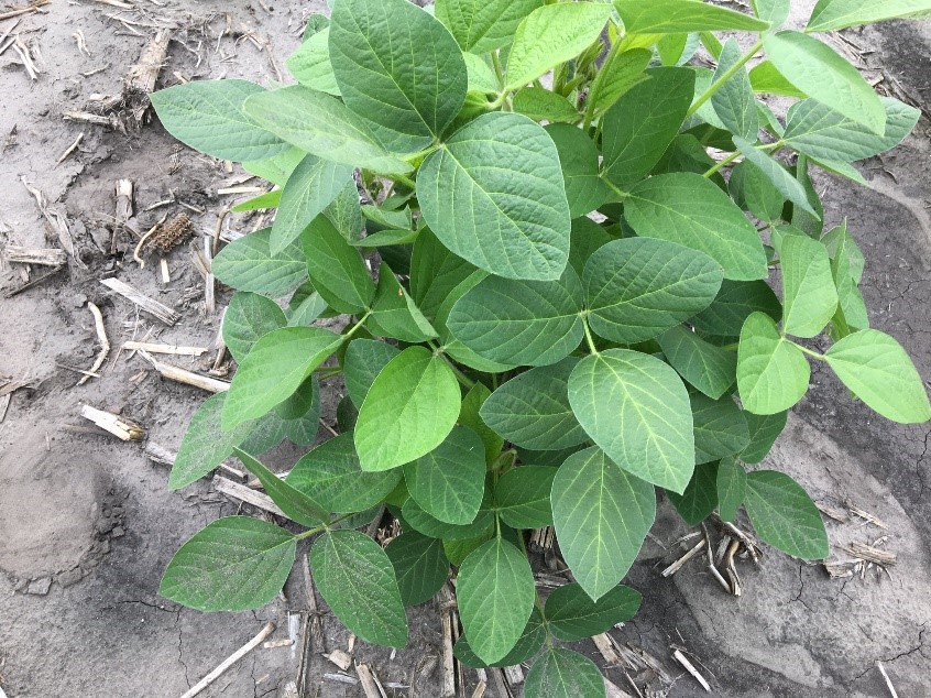 Soybean plant with an IDC rating of 1. (NDSU Photo)
