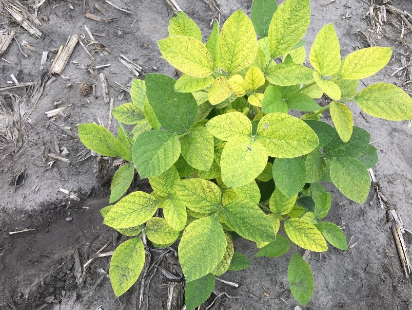Soybean plant with an IDC rating of 3. (NDSU Photo)