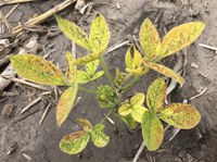 Soybean plant with an IDC rating of 4. (NDSU Photo)