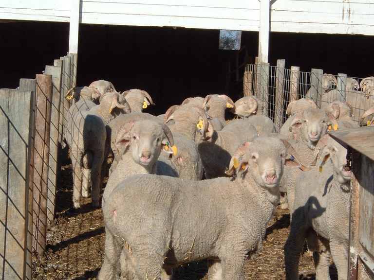 These rams are among those in the 2016-17 Dakota Fall Ram Test at NDSU's Hettinger Research Extension Center. (NDSU photo)