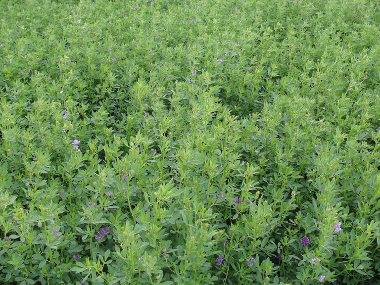 Using alfalfa as a cash crop will be one of the topics at the Diversity, Direction and Dollars forum set for Jan. 4 in Dickinson. (NDSU photo)