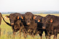 The Buying Bulls by the Numbers workshops will help producers use data in breed sire summaries to buy the right bull for their herd. (NDSU photo)
