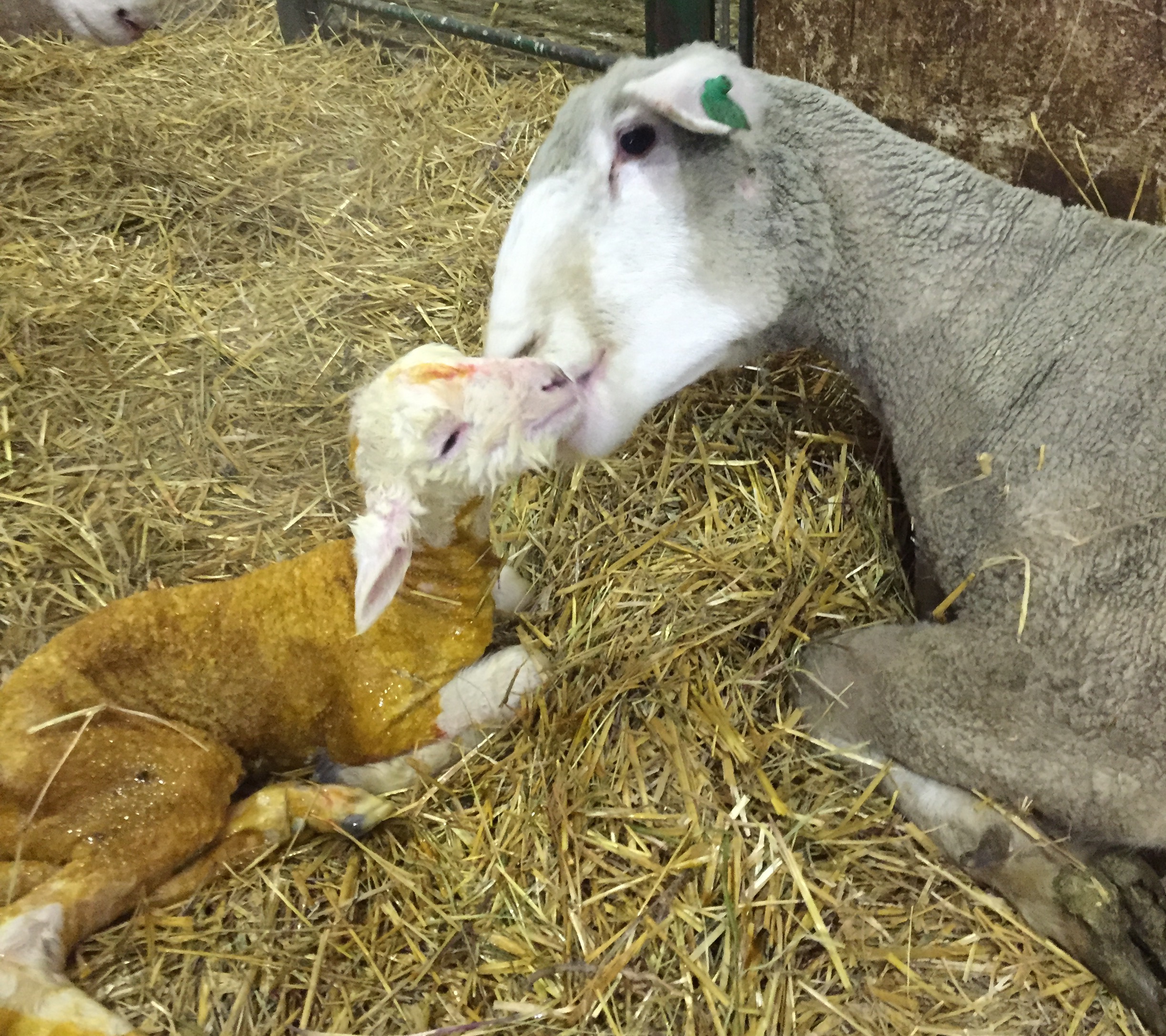 Being prepared for lambing can reduce producer stress and improve the sheep operation's success. (NDSU photo)