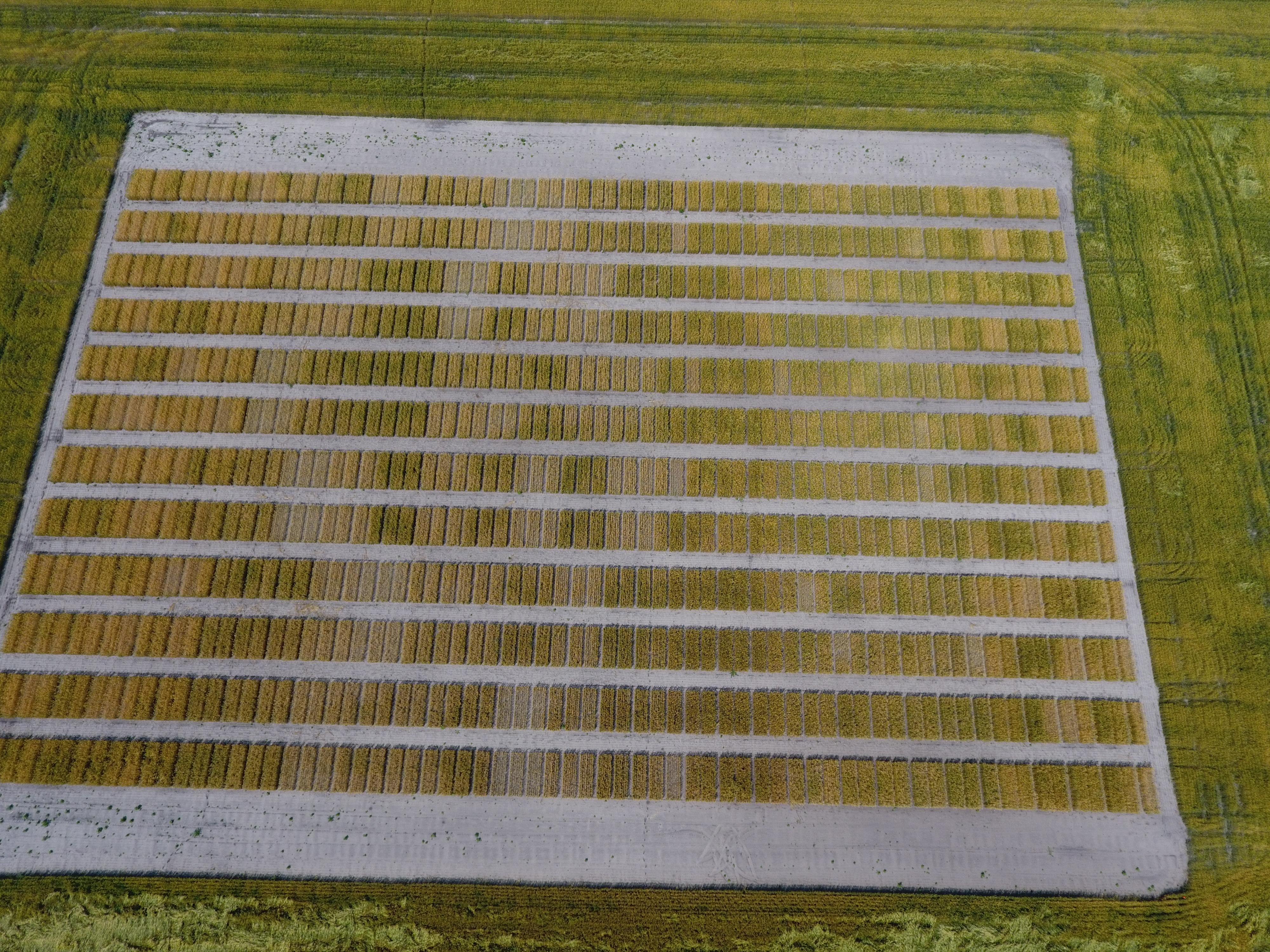 An aerial view of a wheat variety plot shows the multitude of varieties being tested. (NDSU Photo)